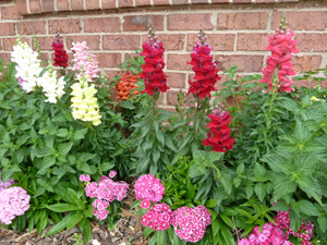 Figure 4. Pink, orange, red, yellow and white flowers
against a brick building background.